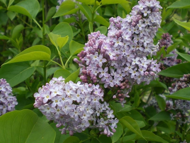 Syringa vulgaris 'Andenken an Ludwig Späth' - Factsheets - Provender ...