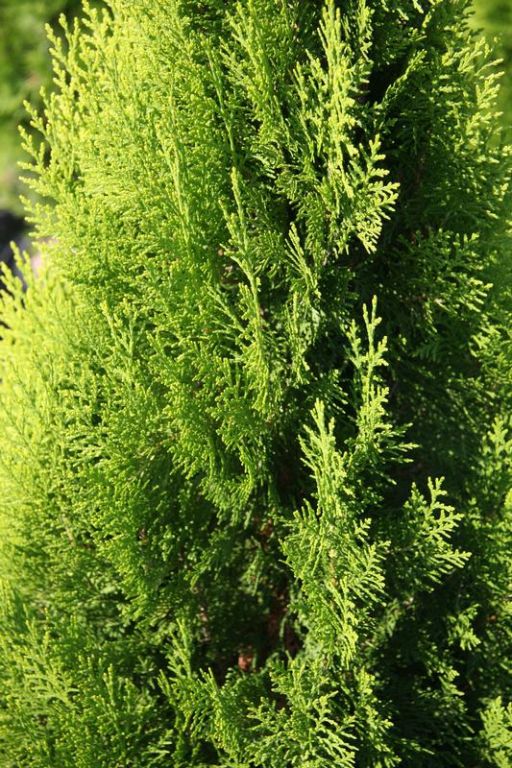 Thuja orientalis 'Pyramidalis Aurea' - Factsheets - Provender Nurseries ...