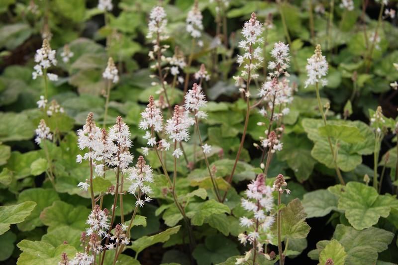 Tiarella wherryi - Factsheets - Provender Nurseries - Wholesale Nursery ...