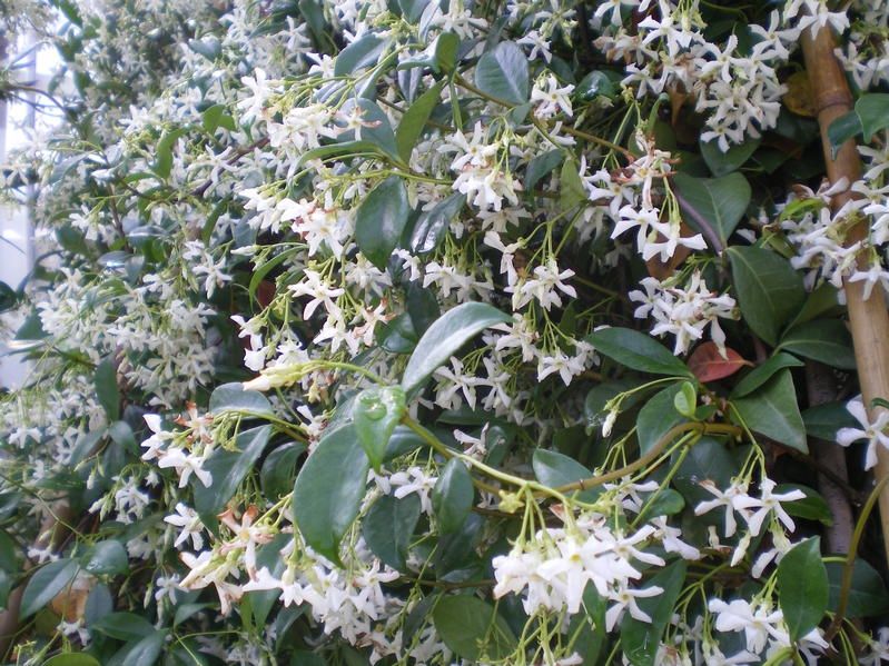 Trachelospermum jasminoides - Factsheets - Provender Nurseries ...