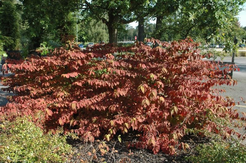 Viburnum plicatum f. tomentosum 'Mariesii' - Factsheets - Provender ...