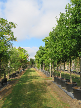 4,000 trees at Provender Nurseries