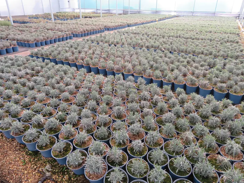 Production plants going from strength to strength - Provender Nurseries ...