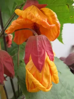 A beautiful thing is an Abutilon