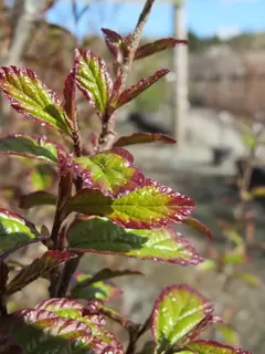 A right delight.  Parrotia persica Persian Spire