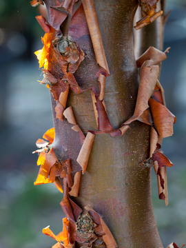 Acer griseum - autumn colour