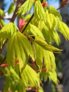 Acers in April