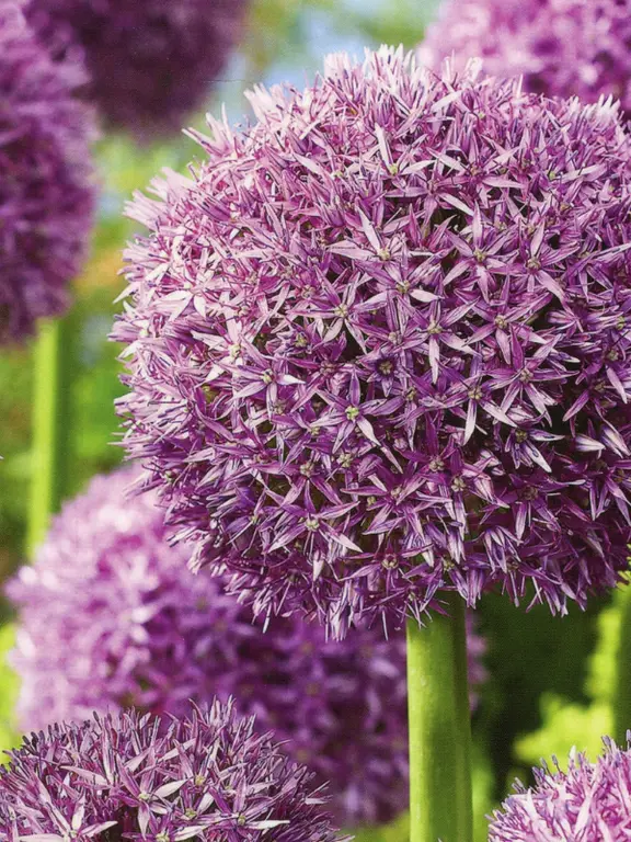 Alliums Provender Nurseries Wholesale Nursery In Swanley Kent 