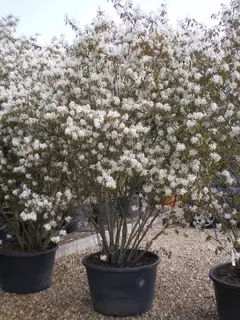 Amazing Amelanchier