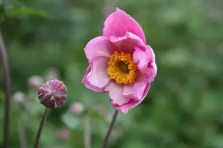 Anemone - late summer colour that carries through to autumn