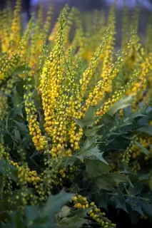 Autumn and Winter Scent.  Mahonia