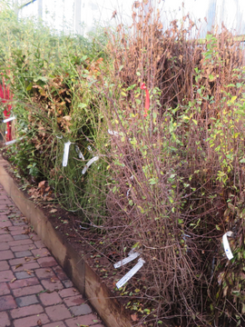 Bare root hedging