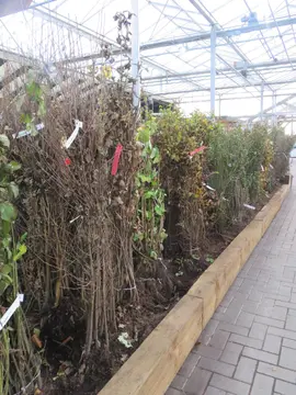 Bare root hedging, now available