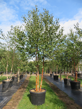 Betula albosinensis ‘Fascination’