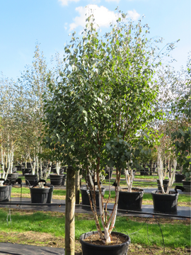 Betula albosinensis ‘Fascination’