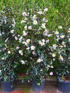 Camellia sasanqua choice