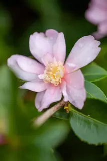 Camellia sasanqua.  The winter flowering Camellia