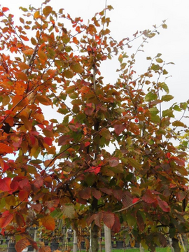 Carpinus betulus 'Rockhampton Red'