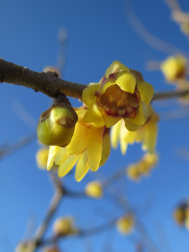 Chimonanthus