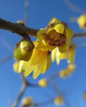 Chimonanthus praecox for its Winter Scent