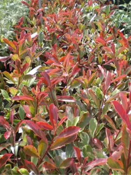 Choose a Photinia when selecting your hedging plant