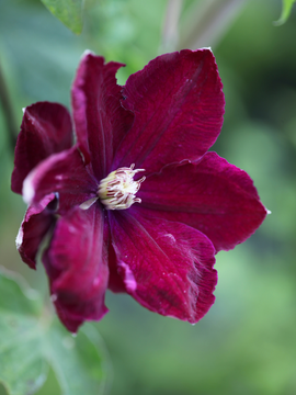 Clematis