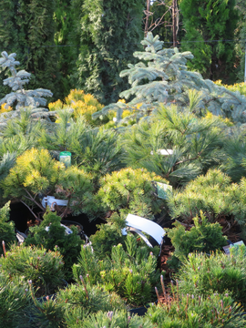 Conifer Colour