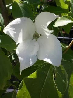 Cornus kousa – just waiting with camera at the ready