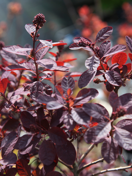 Cotinus