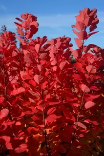 Cotinus - autumn awaits you