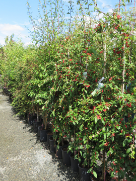 Cotoneaster 'Hybridus Pendulus'