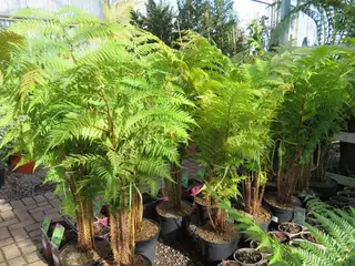 Cyathea Cooperi