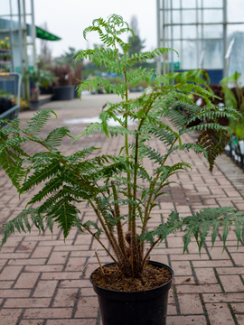 Cyathea cooperi - spotted at FutureScape 2024