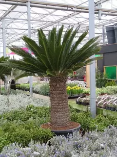 Cycas revoluta -Good enough for dinosaurs