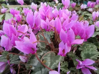 Cyclamen hederifolium.  Why would you not?