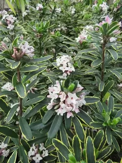 Daphne x transatlantica Summer Ice