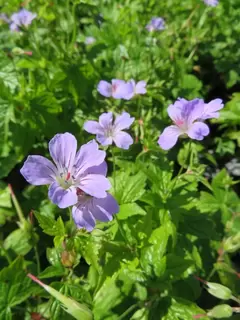 Dry shade will never be a problem again with this nodding herbaceous Geranium.