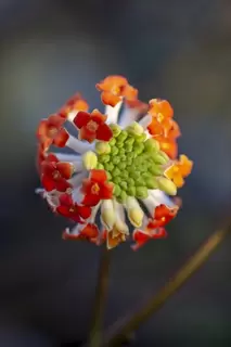 Edgeworthia in flower and smelling amazing