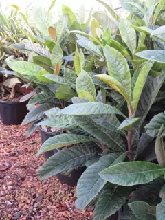 Eriobotrya japonica.  Handsome Evergreen Foliage