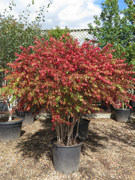 Euonymus alatus 'Compactus' - autumn colour