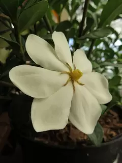 Gardenia – intoxicating scent