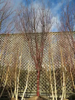 Hand Picked Trees.  Prunus serrula Branklyn