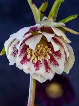 Heavenly Harvington Hellebores