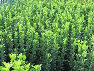 HEDGING WEEK.  In Stock Now.  Small Buxus Alternative