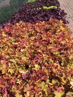 Hot Heuchera