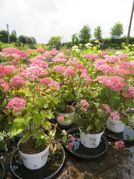 Hydrangeas