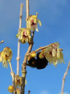 If you like your bees, plant one of these! Chimonanthus praecox