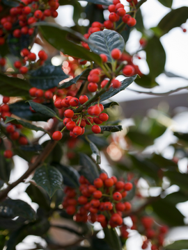 Ilex ‘Nellie R. Stevens’