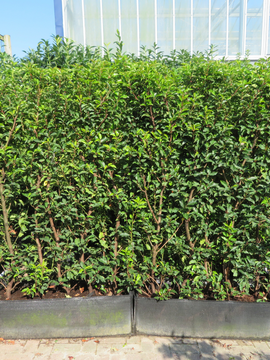 Instant hedging troughs