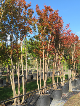 Lagerstroemia indica - Tree Tuesday